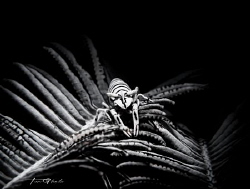 BLACK & WHITE
Crinoid Shrimp by Ton Ghela 
